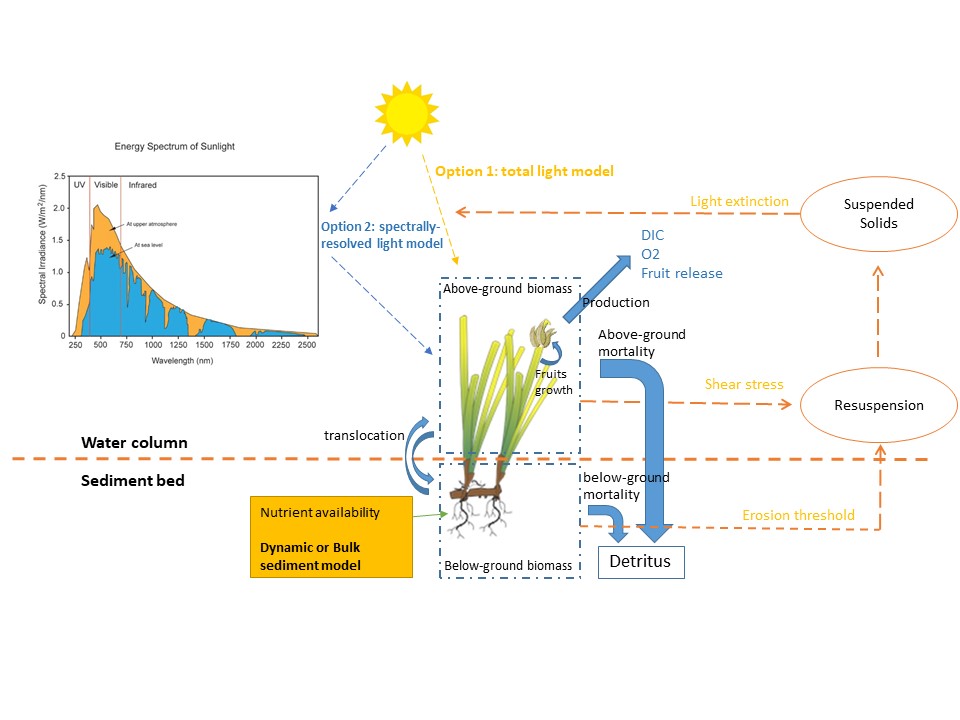 D:\AED Dropbox\AED_Cockburn_db\2_literature\seagrass\conceptual diagram - fruit.jpg